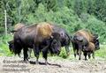 Bison_bison_ed4040