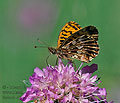 Boloria_dia_pi6667