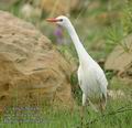 Bubulcus_ibis