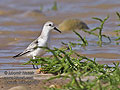 Calidris_alba_pj1261