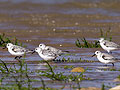 Calidris_alba_pj1305