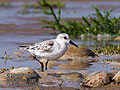 Calidris_alba_pj1319