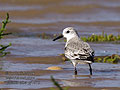 Calidris_alba_pj1372