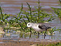 Calidris_alba_pj1416