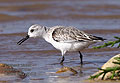 Calidris_alba_pj1476