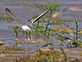 Calidris_alba_pj1562