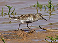 Calidris_alpina_pj1166