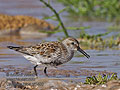 Calidris_alpina_pj1403