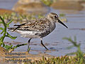 Calidris_alpina_pj1438