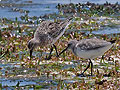 Calidris_ferruginea_pj7008