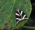 Callimorpha quadripunctaria bu9654