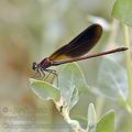 Calopteryx_haemorrhoidalis_bg4425