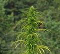 Cannabis_sativa_bd5170