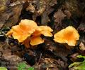 Cantharellus_friesii_be2617