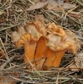 Cantharellus_lutescens_ac7419