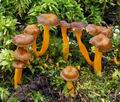 Cantharellus_lutescens_bv2261