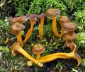 Cantharellus_lutescens_bv2267
