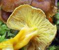 Cantharellus_lutescens_bv2272
