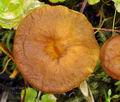 Cantharellus_lutescens_bv2281