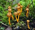 Cantharellus_lutescens_bv2282