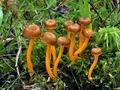 Cantharellus_lutescens_bv2292
