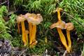 Cantharellus_lutescens_bv2304