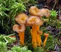 Cantharellus_lutescens_bv2305