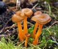 Cantharellus_lutescens_bv2313