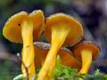 Cantharellus_lutescens_bv2319