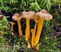 Cantharellus_lutescens_bv2328