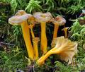 Cantharellus_lutescens_bv2334