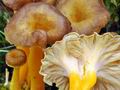 Cantharellus_lutescens_bv2340