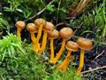 Cantharellus_lutescens_bv2348