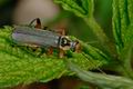 Cantharis_nigricans_aa9756