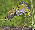 Carduelis_chloris_pc3849