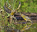 Carduelis_chloris_pc3949