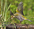 Carduelis_chloris_pc4006