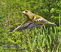 Carduelis_chloris_pc8396