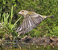 Carduelis_chloris_pc9131