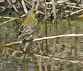 Carduelis_chloris_pi0917