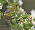 Carduelis_chloris_r995627