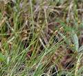 Carex_chordorrhiza_bc2574