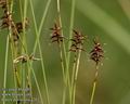 Carex_davaliana_a262
