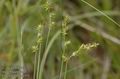 Carex_echinata_a353