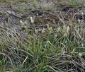Carex_ericetorum_bn3004