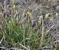 Carex_ericetorum_bn3012