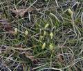 Carex_ericetorum_bn3021