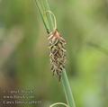 Carex_limosa_aa9410