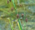 Carex_paupercula_bt9041