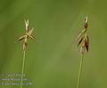 Carex_pulicaris_a246
